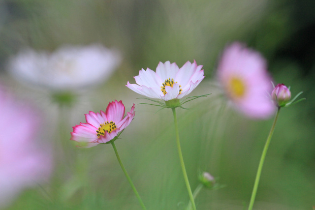 散歩道の花 1810-11-1