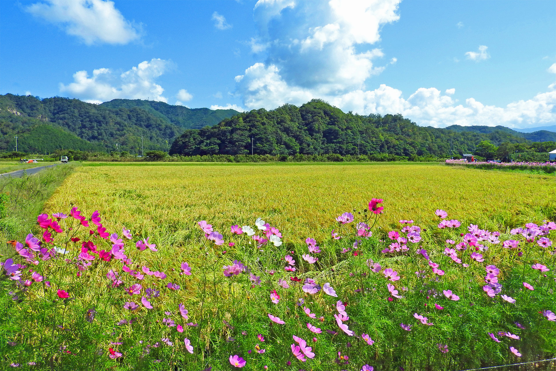 日本の風景 田舎道を彩るコスモス3 壁紙19x1280 壁紙館