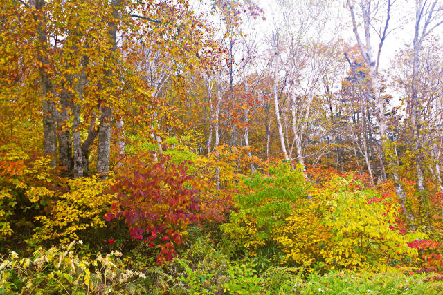 栂池自然園の紅葉