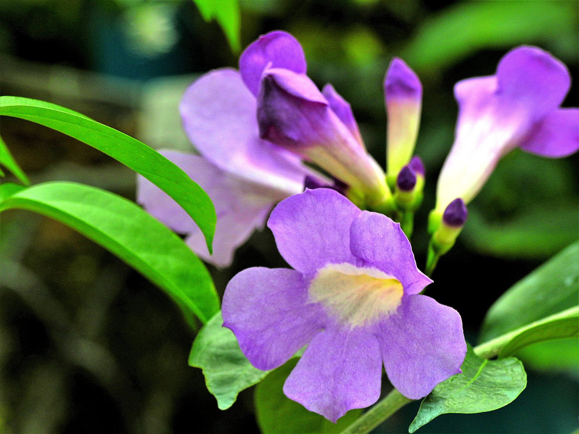 花 植物 ニンニクカズラ 壁紙19x1440 壁紙館