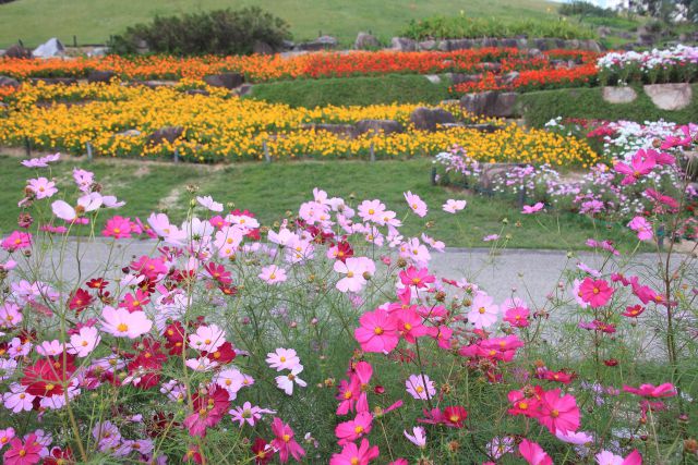 公園のコスモス花壇