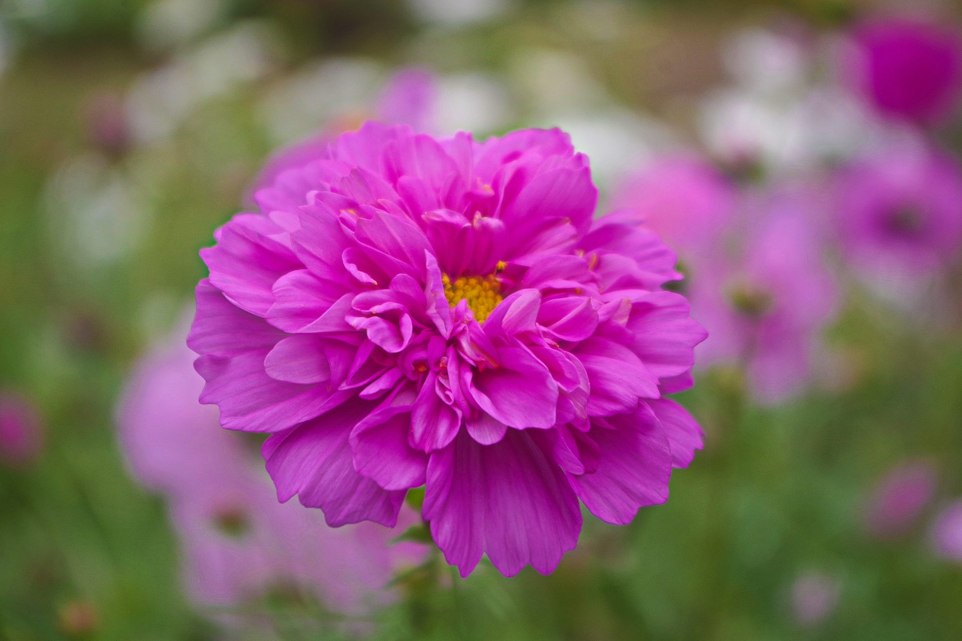 花 植物 ダブルクリックローズボンボン 壁紙19x1280 壁紙館