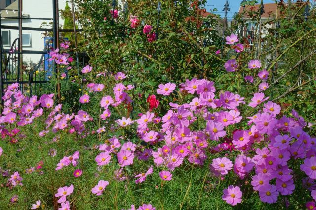 バラ園の秋桜