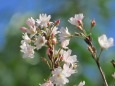 咲き出した10月桜