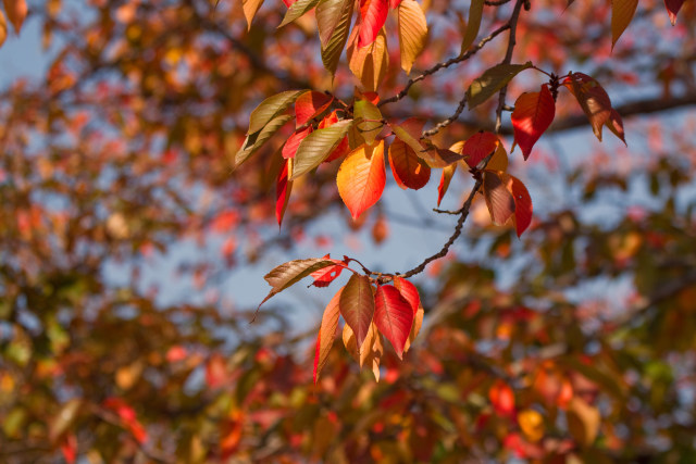 さくらの紅葉