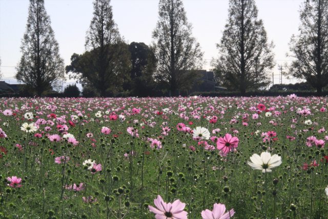 1000万本の秋桜