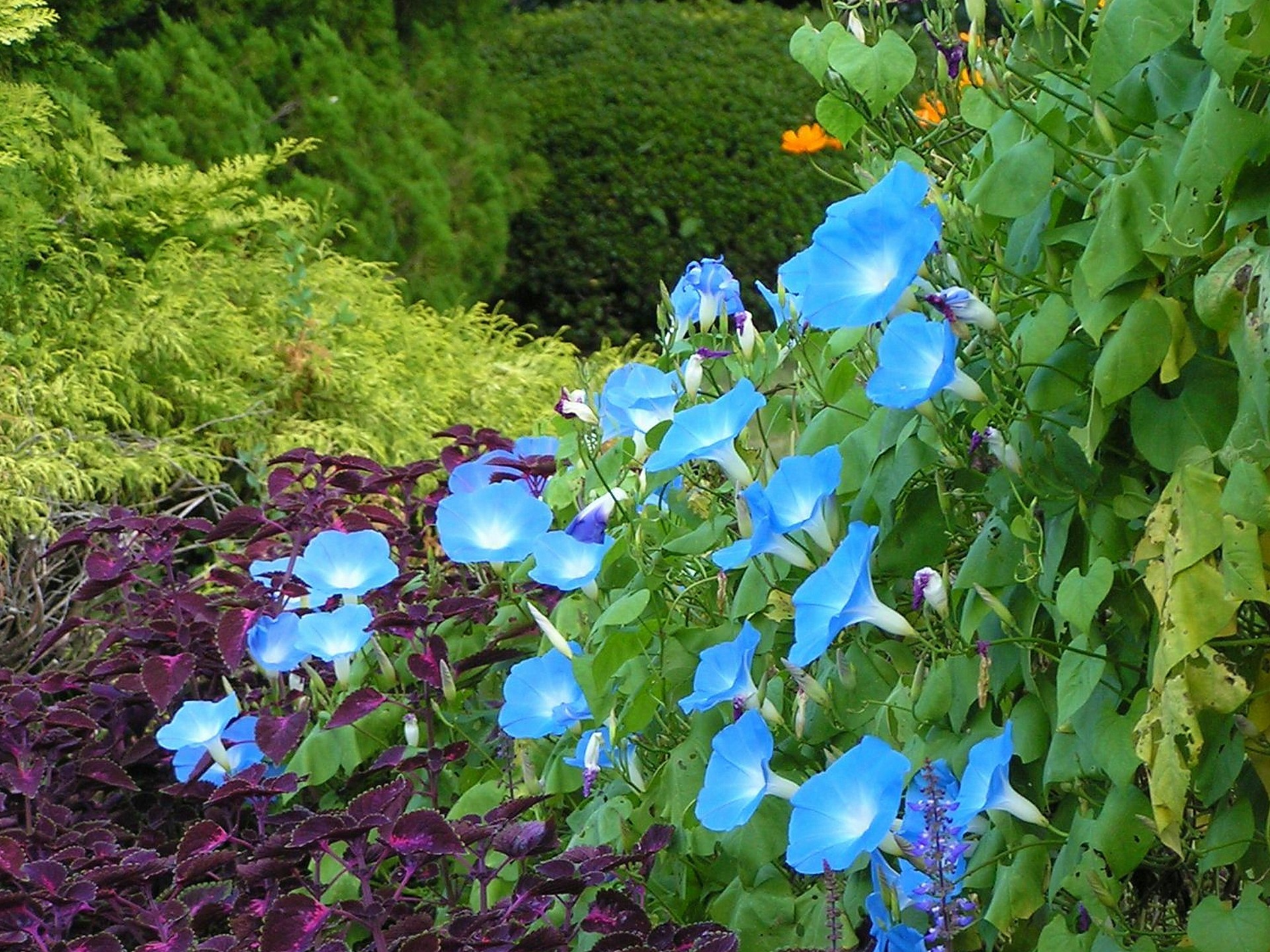 花 植物 秋に花色冴える空色朝顔 壁紙19x1440 壁紙館