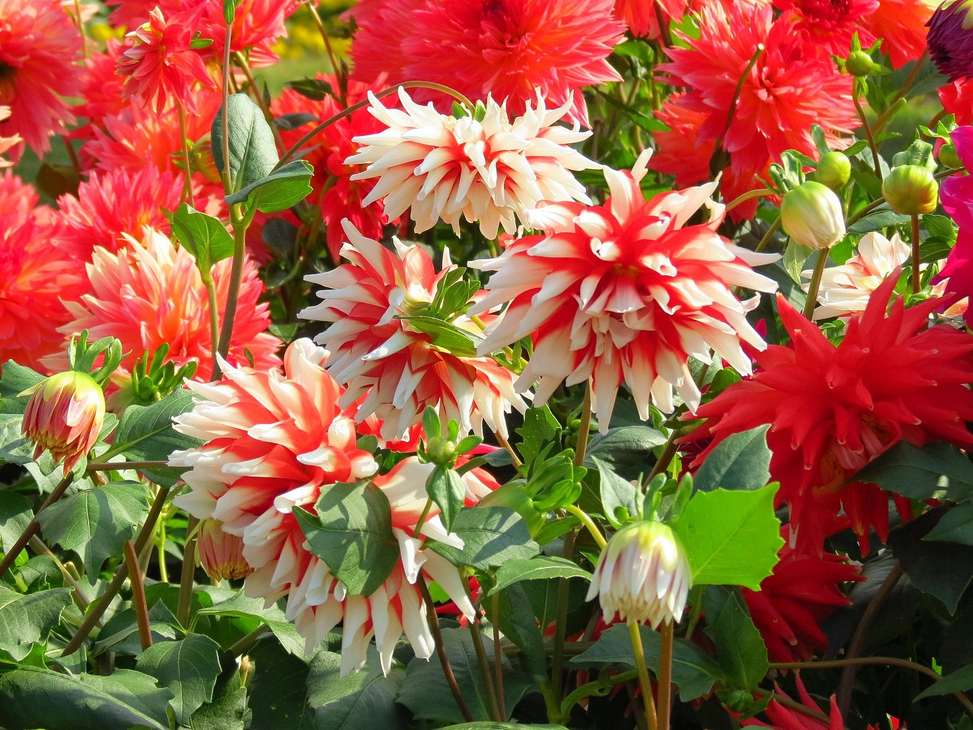 花 植物 ダリア 恋祭り 壁紙19x1440 壁紙館