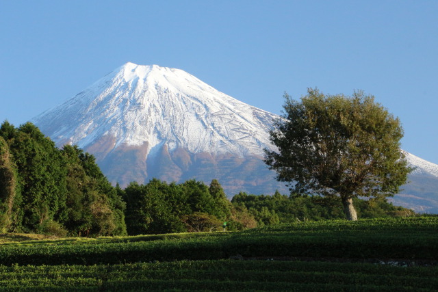 茶畑と富士山