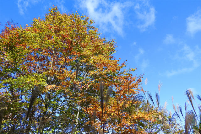 秋空に紅葉