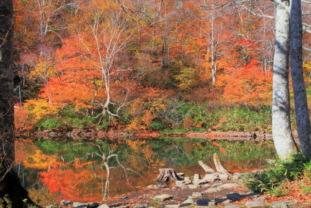 水辺の紅葉