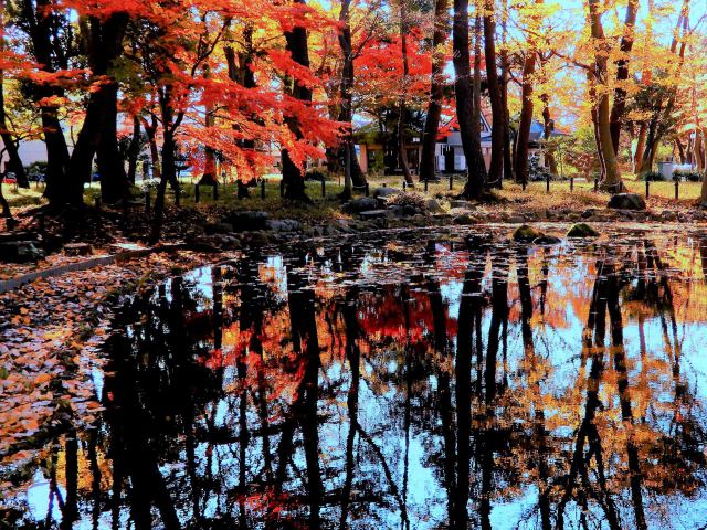 八王子の紅葉