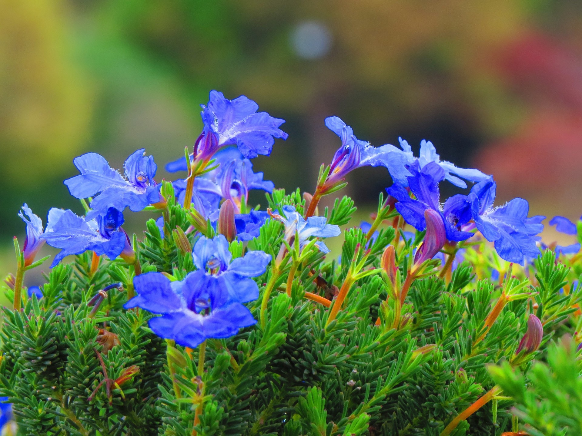 花 植物 眼にも鮮やか青い初恋草 壁紙19x1440 壁紙館