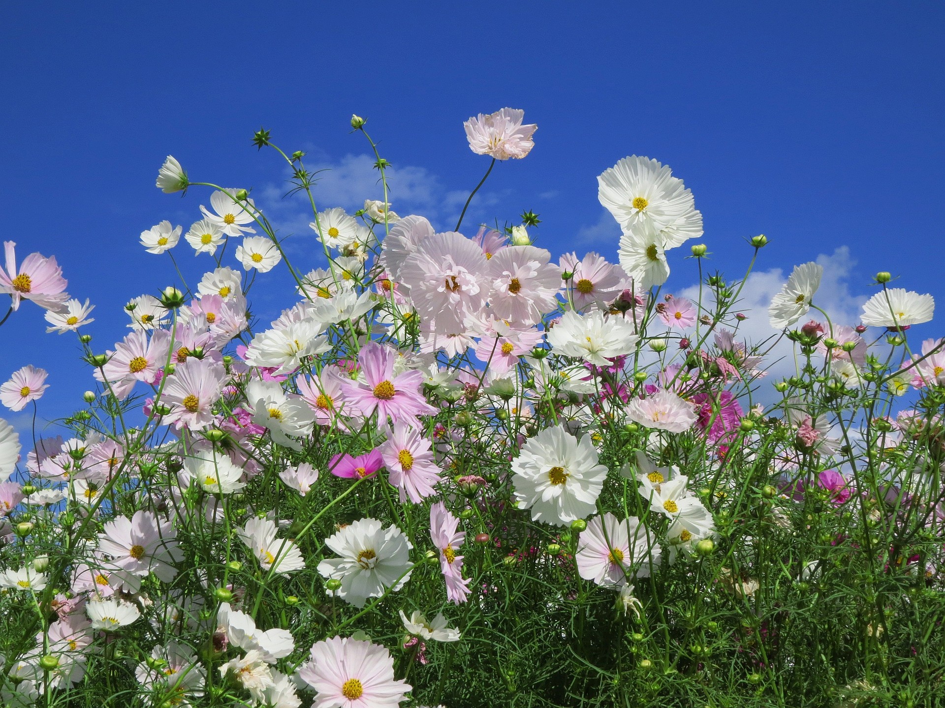 花 植物 群舞するコスモス カップケーキ 壁紙19x1440 壁紙館