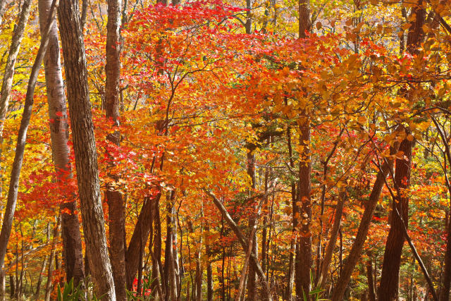 奥日光の紅葉