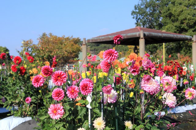 公園のダリア園