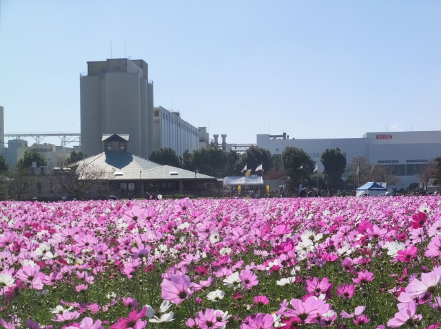 満開のコスモスの花