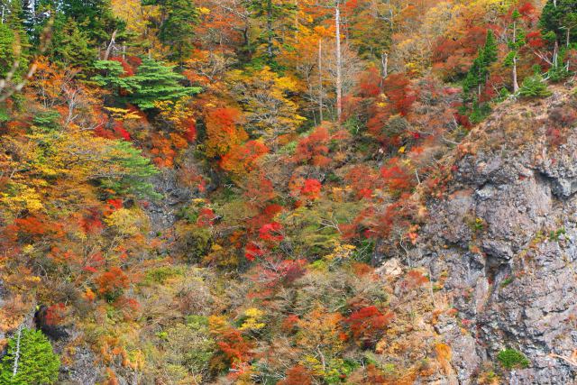 大台ケ原の紅葉