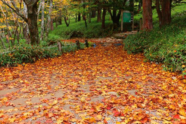 大台ケ原の紅葉