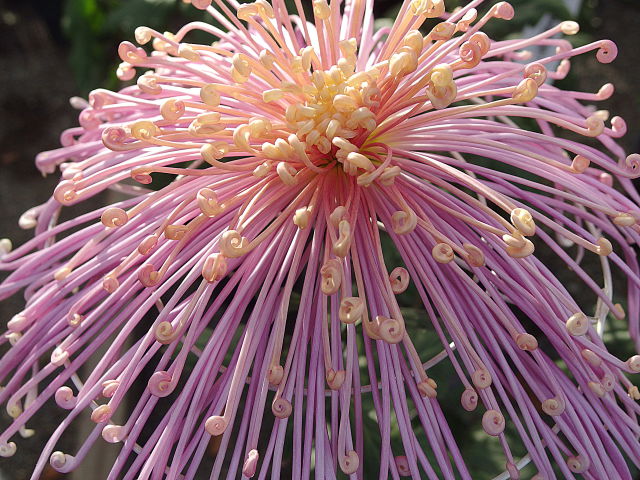 彩胡秋桜