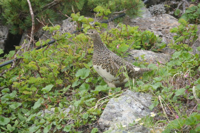 仙丈ヶ岳のママ雷鳥3