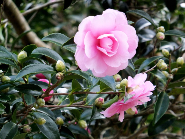 咲き始めたサザンカの花