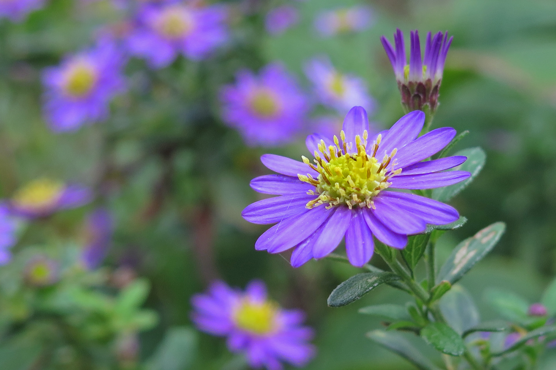 花 植物 都忘れ 壁紙19x1279 壁紙館