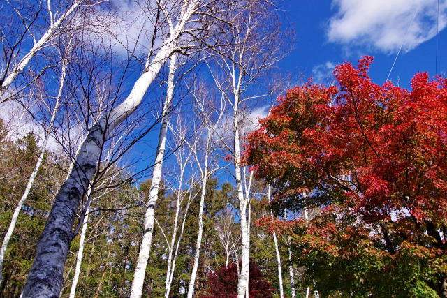 白樺と紅葉