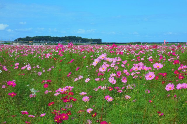 宮ノ下の秋