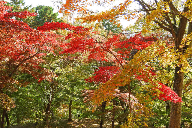 紅葉の季節 カエデ