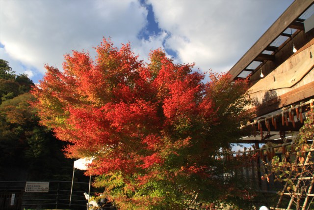 仙酔峡の紅葉