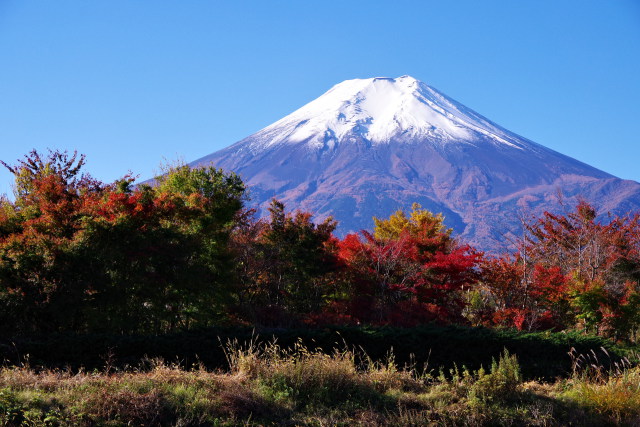 紅葉と富士山