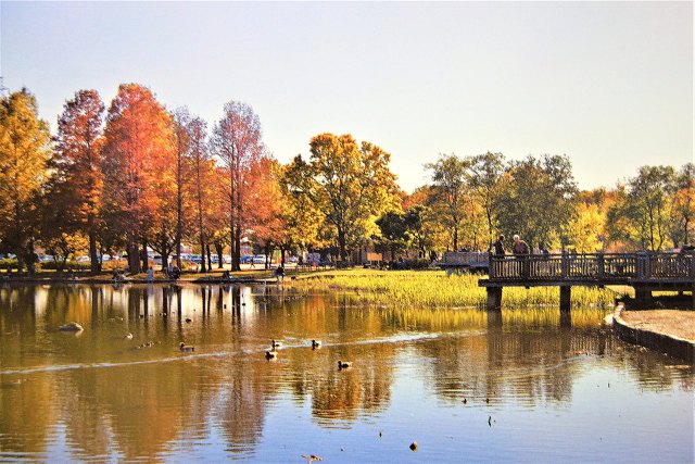 秋の水元公園