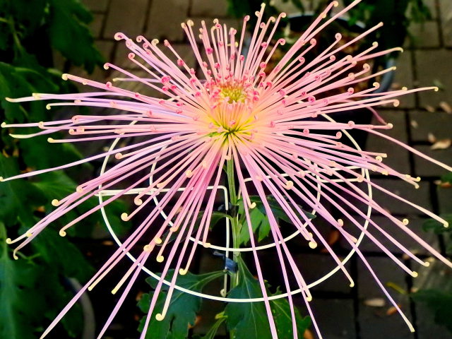 菊花展の管物