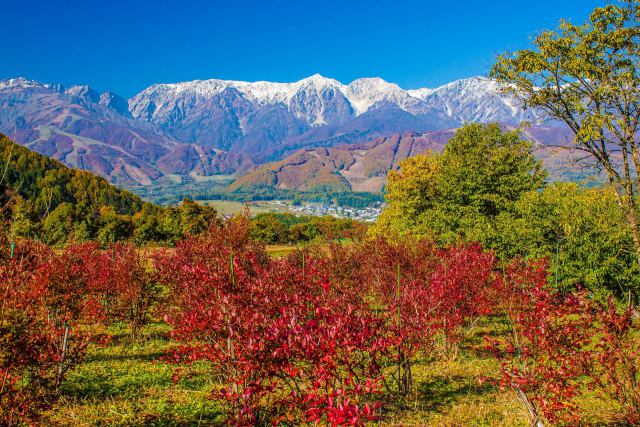 白馬村の紅葉