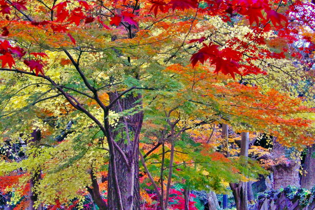 高尾山の紅葉