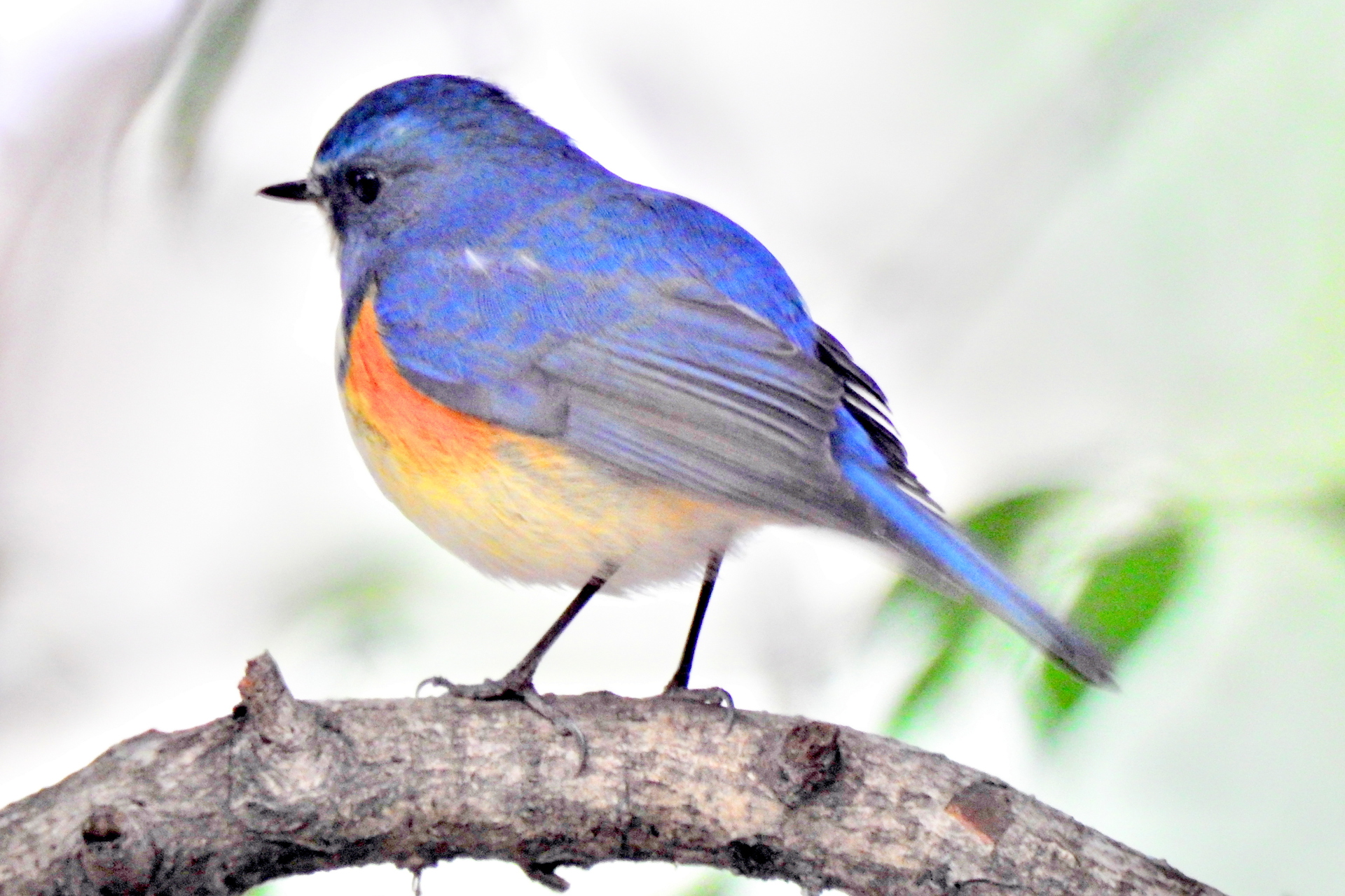 最新壁紙 青い 鳥 最高の花の画像