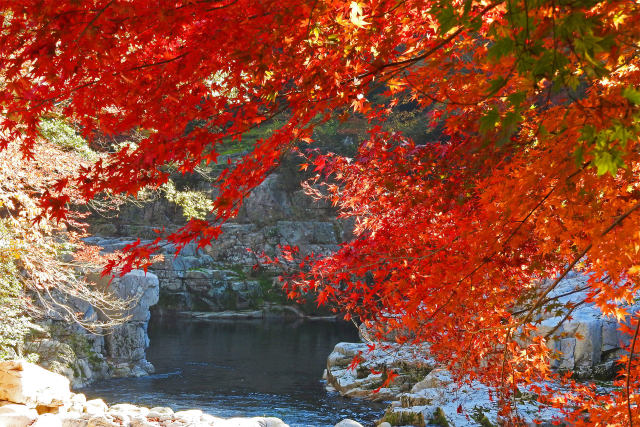 渓流の紅葉 奥津渓谷