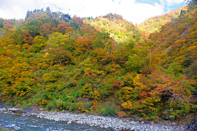 清津峡 下流の紅葉