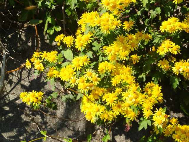 野菊の花