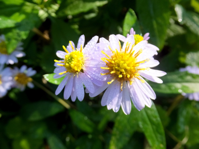 野菊の花