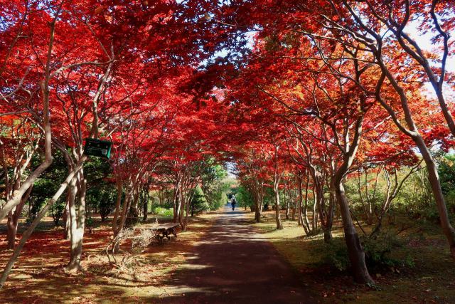 紅葉のトンネル