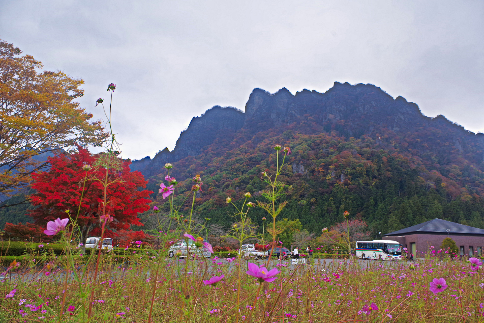 日本の風景 妙義山とコスモスと紅葉 壁紙19x1280 壁紙館