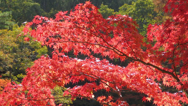 真っ赤な紅葉