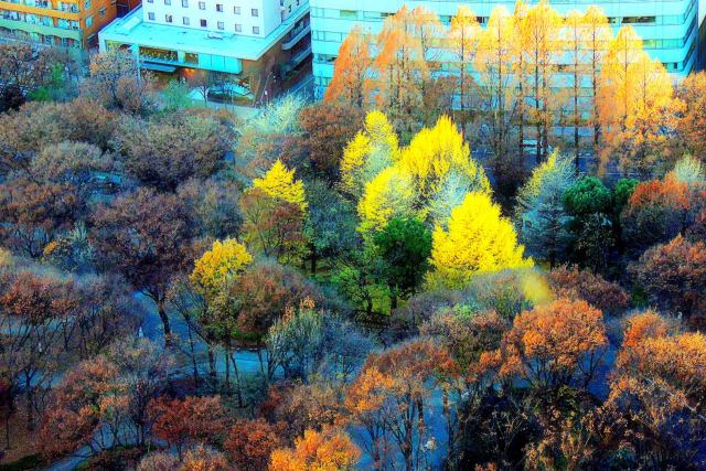 新宿中央公園の秋