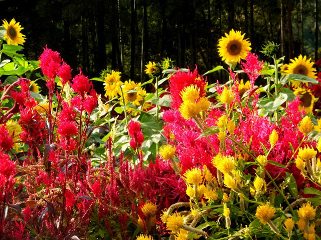 秋のひまわりとケイトウの花