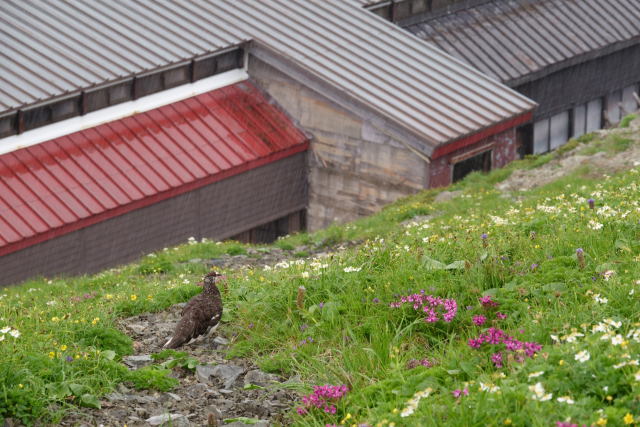 雨の白馬山荘にて