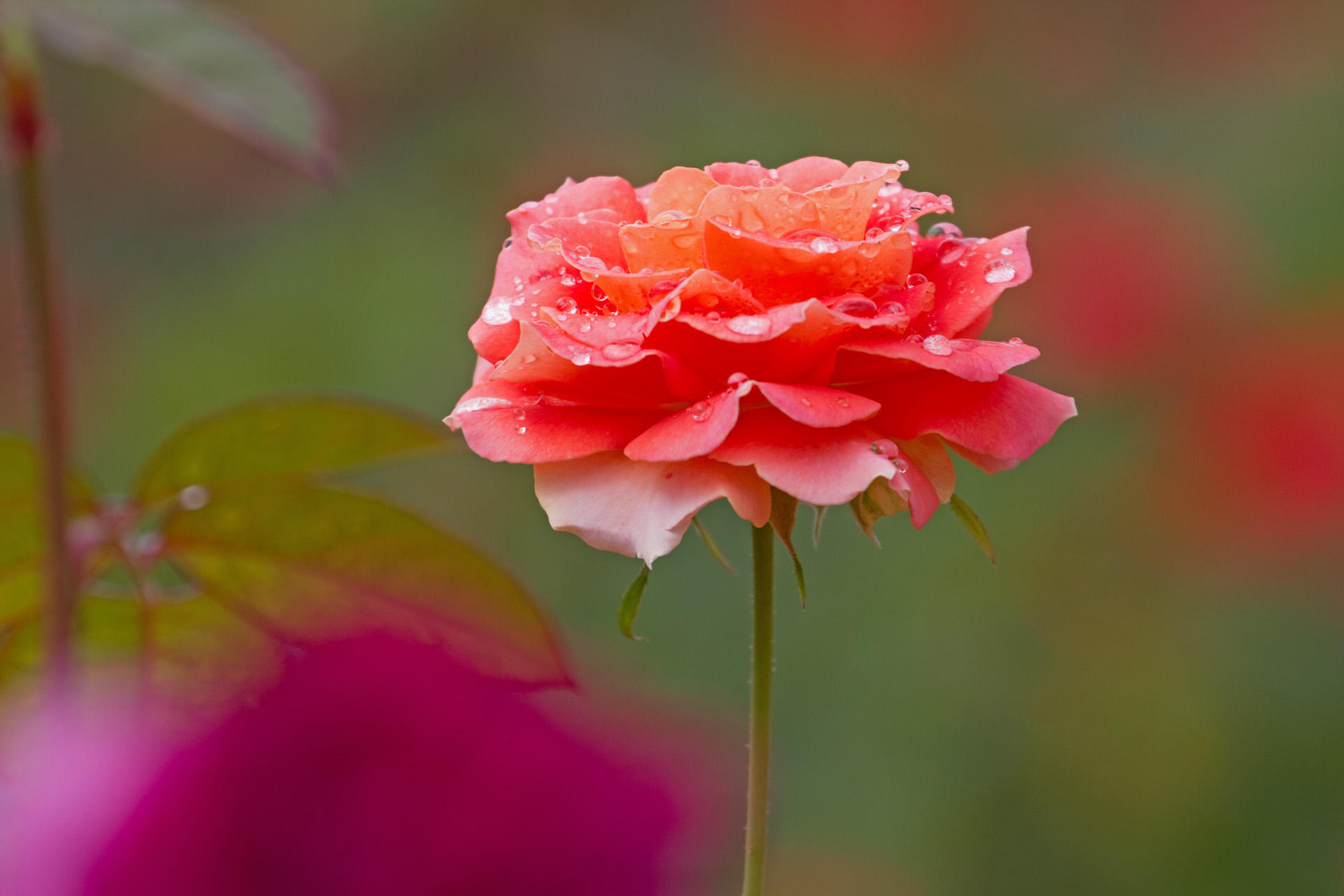 花 植物 ブラスバンド 壁紙19x1280 壁紙館