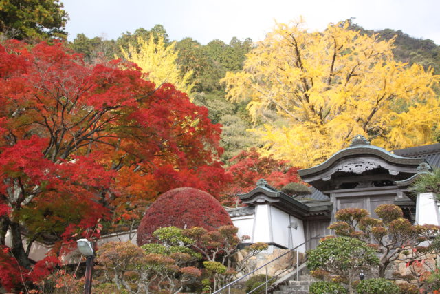 大窪寺の紅葉2