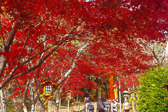 新倉山浅間公園の紅葉